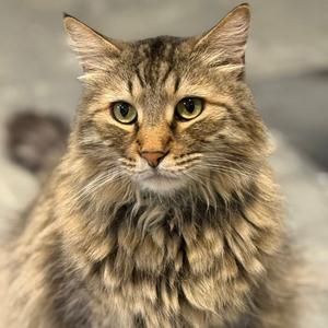 A close-up portrait of a long-haired tabby cat with green eyes.