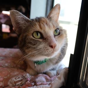 Cocoh, adult, available for adoption