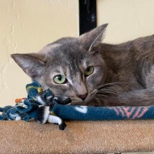 Aayla Secura, adult, available for adoption