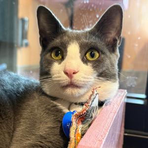 Bitter Sweet, kitten, available for adoption