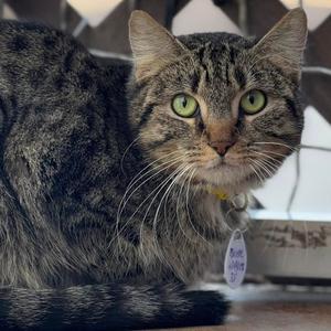 Brielle, adult, available for adoption
