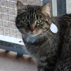 Brielle, adult, available for adoption