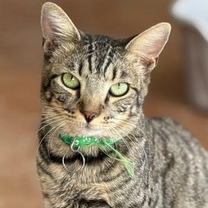 Bird, adult, available for adoption