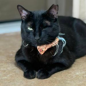 Basilisk, adult, available for adoption