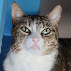 Castle, senior, available for adoption