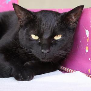 Chickaletta, adult, available for adoption