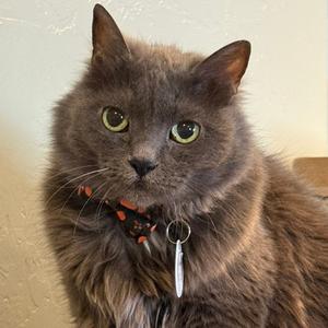 Bodasius, senior, available for adoption