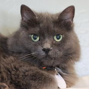 Bodasius, senior, available for adoption
