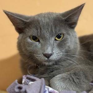 Bugs Bunny, kitten, available for adoption