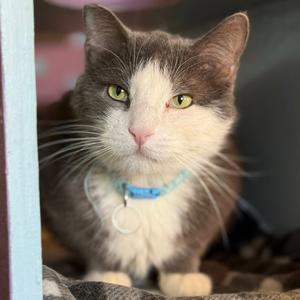 Carpe Diem, adult, available for adoption