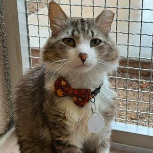 Corbett, adult, available for adoption