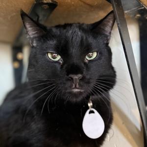 Asher, adult, available for adoption