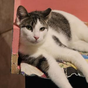 Boon, adult, available for adoption
