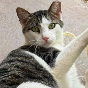 Boon, adult, available for adoption