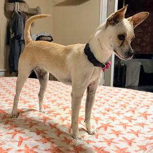 Nila, Chihuahua, Short Coat, adult, available for adoption