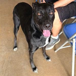 Nova, Retriever, Black Labrador, adult, available for adoption