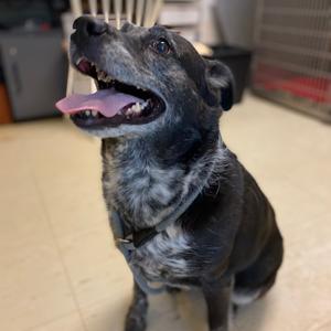 Sipka, Mixed Breed (Medium), adult, available for adoption