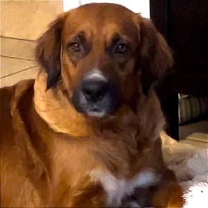 Sissy, Mixed Breed (Large), adult, available for adoption