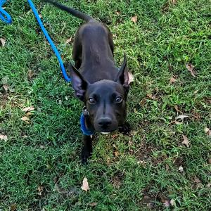 Judy, Mixed Breed (Medium), puppy, available for adoption