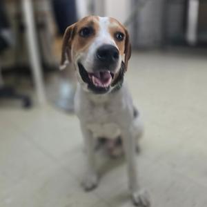 Forbes, Beagle, adult, available for adoption
