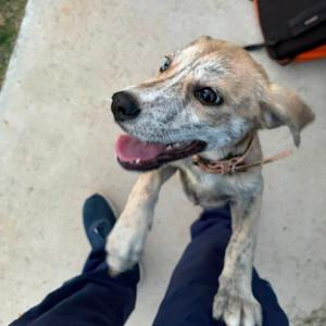 Marilyn, Mixed Breed (Medium), puppy, available for adoption