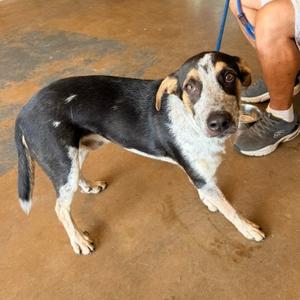 Hal, Cattle Dog, Australian (Blue Heeler), adult, available for adoption