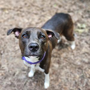 Cheryl, Mixed Breed (Medium), adult, available for adoption