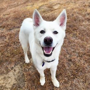 A white dog with perked-up ears and a happy expression, standing on a dry grassy field.