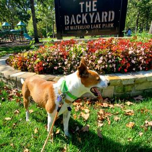 Frazier, Basenji, adult, available for adoption