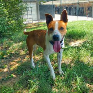 Frazier, Basenji, adult, available for adoption