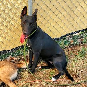 Satin, Malinois, Belgian, adult, available for adoption
