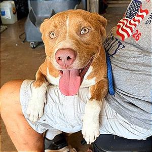 Crowley, Terrier, Pit Bull, adult, available for adoption