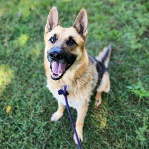 Ricky, Shepherd, German, adult, available for adoption
