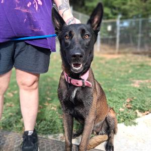 Elvira, Malinois, Belgian, adult, available for adoption