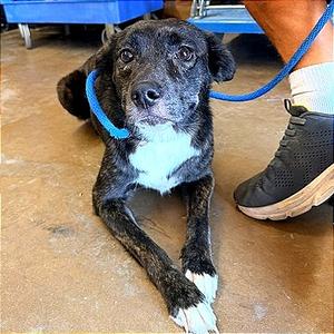 Tesla, Shepherd, adult, available for adoption