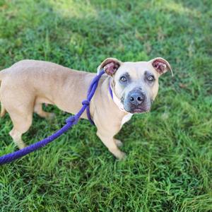 Salem, Terrier, Pit Bull, adult, available for adoption