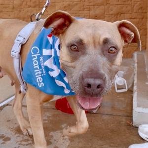 Salem, Terrier, Pit Bull, adult, available for adoption