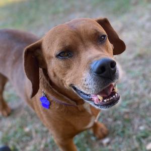 RJ, Mixed Breed (Medium), adult, available for adoption