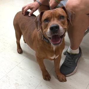 RJ, Mixed Breed (Medium), adult, available for adoption