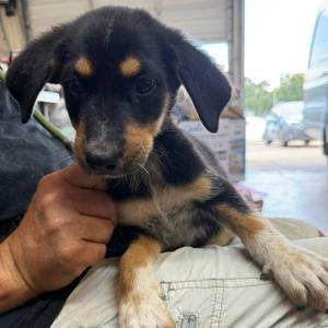 Joe, Catahoula Leopard Dog, puppy, available for adoption