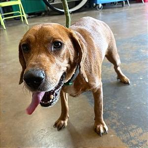 Zuez, Mixed Breed (Medium), adult, available for adoption