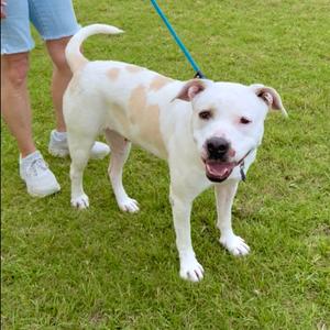 Lily, Terrier, Pit Bull, adult, available for adoption