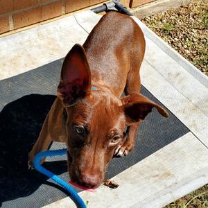 David, Mixed Breed (Medium), puppy, available for adoption