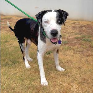 Roscoe, Cattle Dog, adult, available for adoption