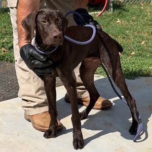 Major, Pointer, German Shorthaired, puppy, available for adoption