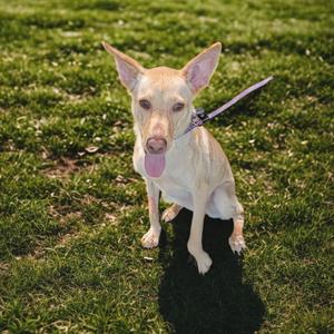 Blondie, Retriever, Yellow Labrador, adult, available for adoption