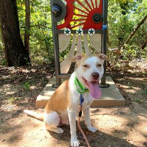 Julio, Retriever, Labrador, adult, available for adoption
