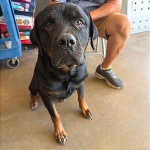 Myrtle, Rottweiler, adult, available for adoption