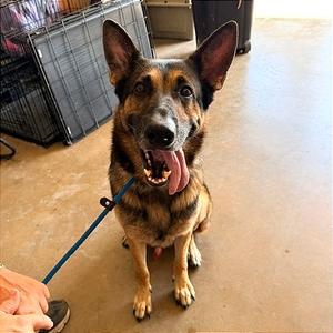Daniel, Shepherd, German, adult, available for adoption