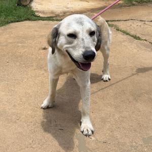 Posey, Retriever, Labrador, adult, available for adoption